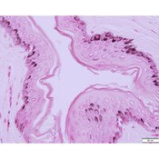 Tissue Control Slide